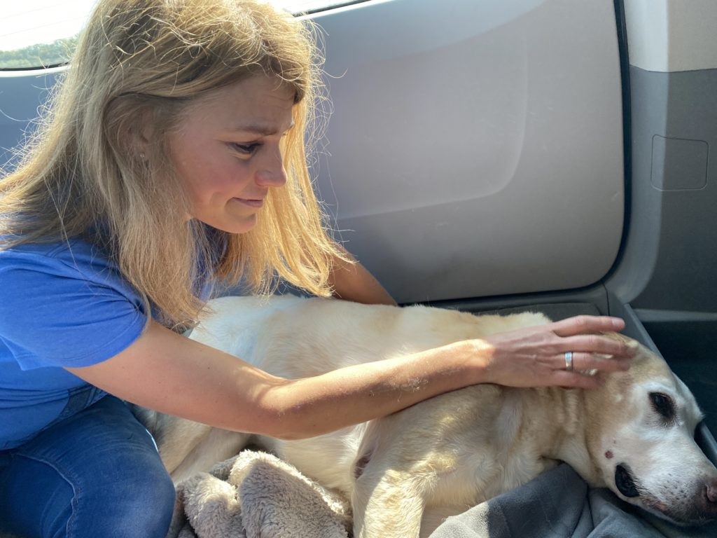 woman petting yellow labrador retriever