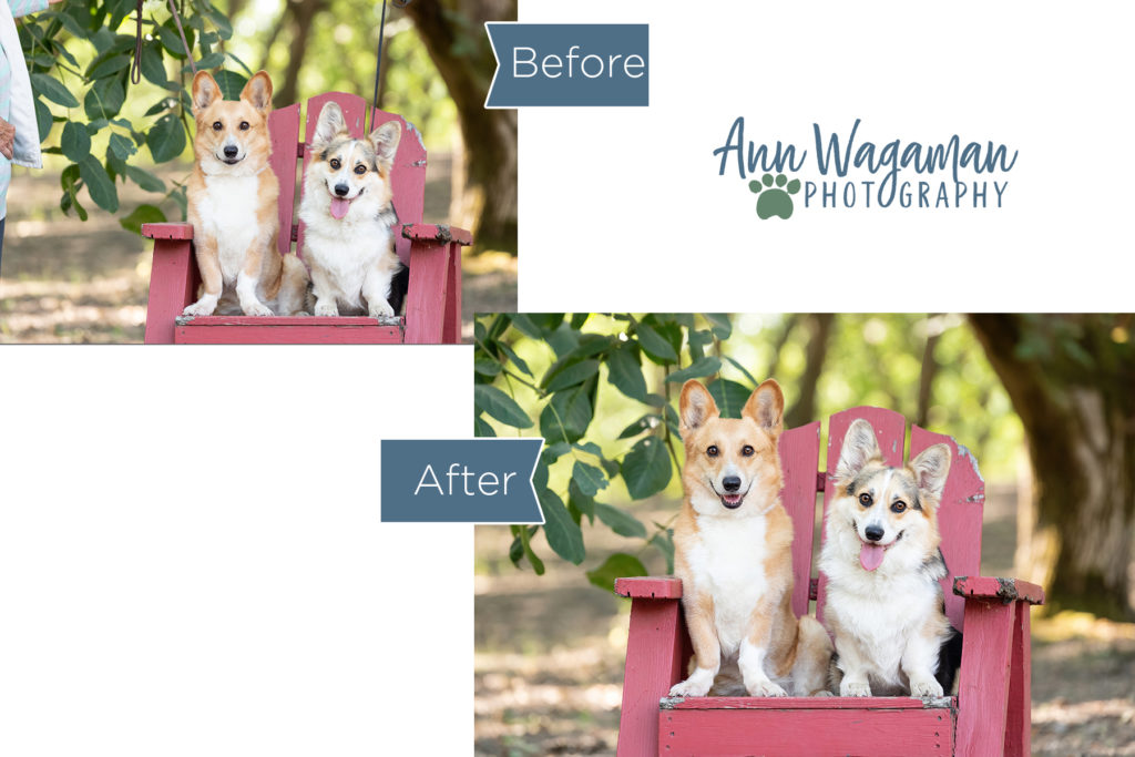 Before and after pictures of dogs with leashes and then photoshopped off