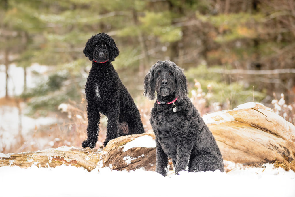 2 dogs on a log in winter