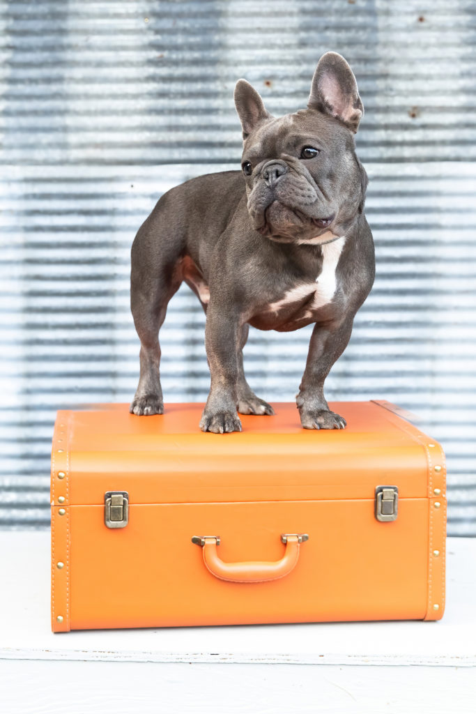 Gray French bulldog standing on an orange suitcase