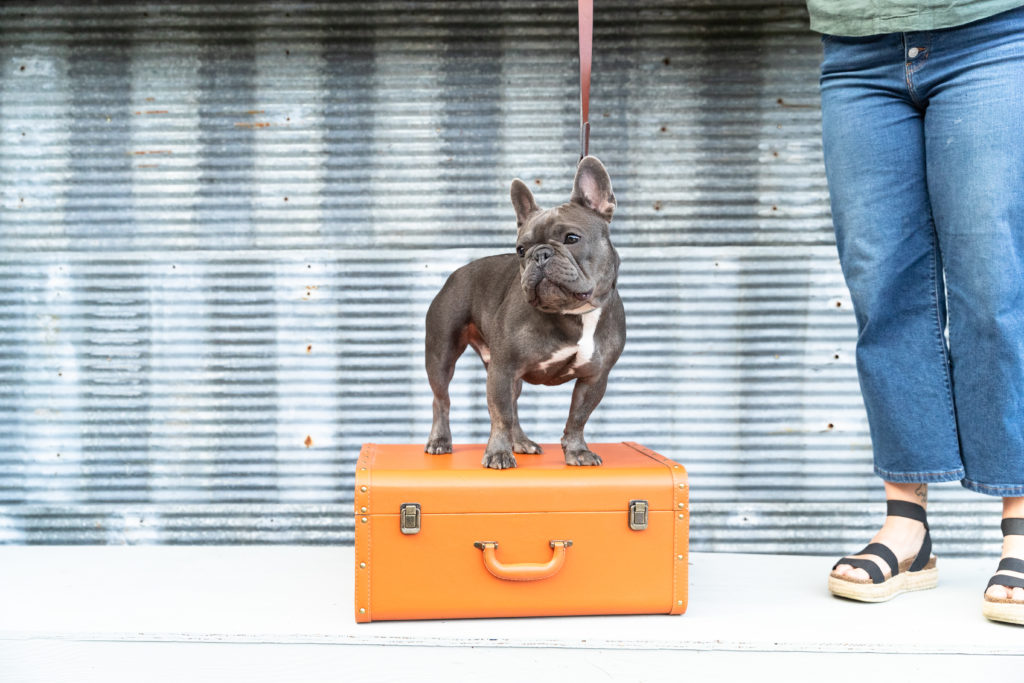 Gray French bulldog on an orange suitcase