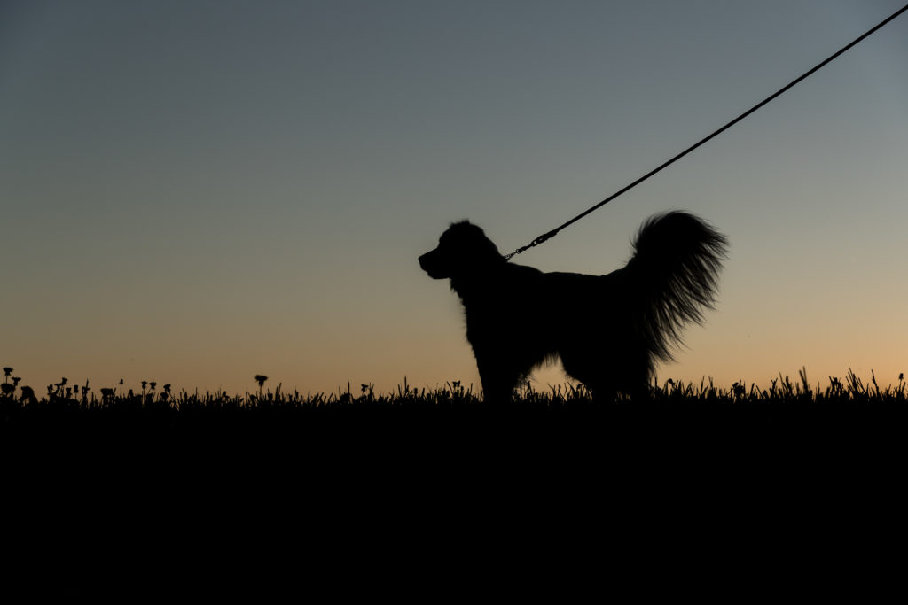 Silhouette of dog on a leash