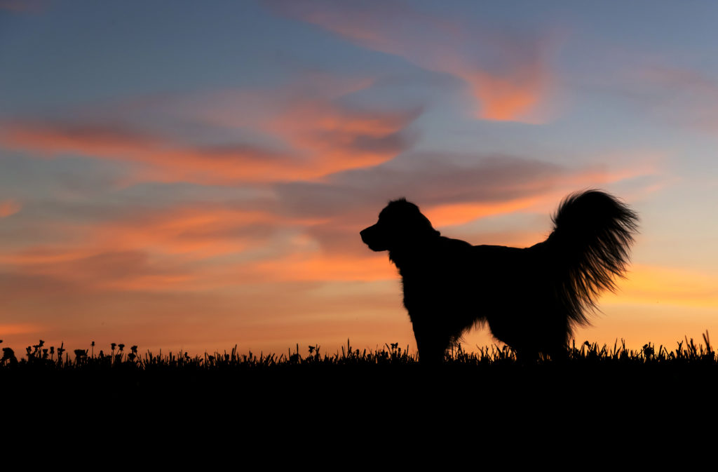 Silhouette of dog with beautiful sunset