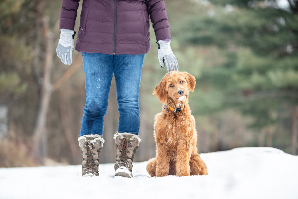 winter scene with woman and goldendoodle in the snow