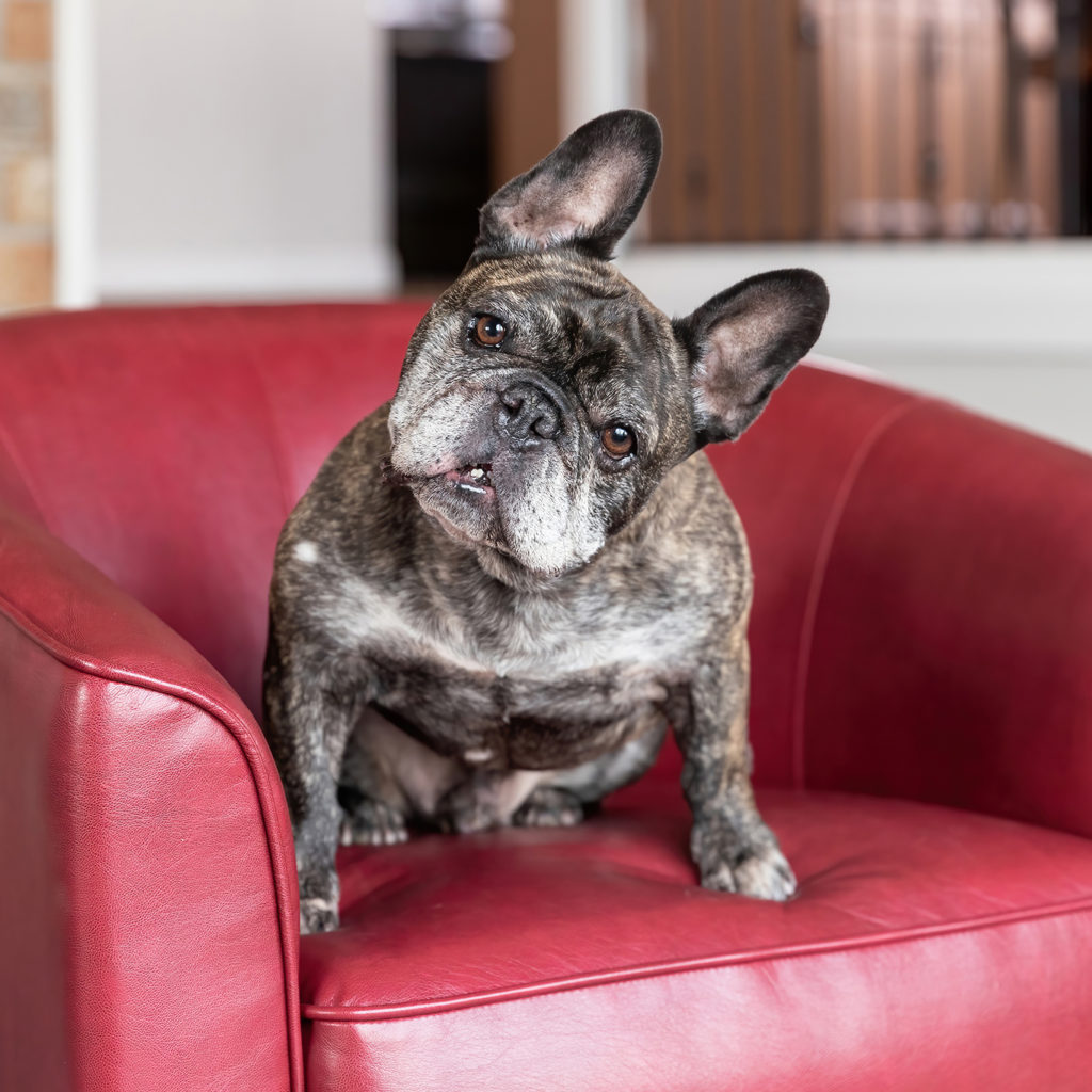 French bulldog sitting on a red chair