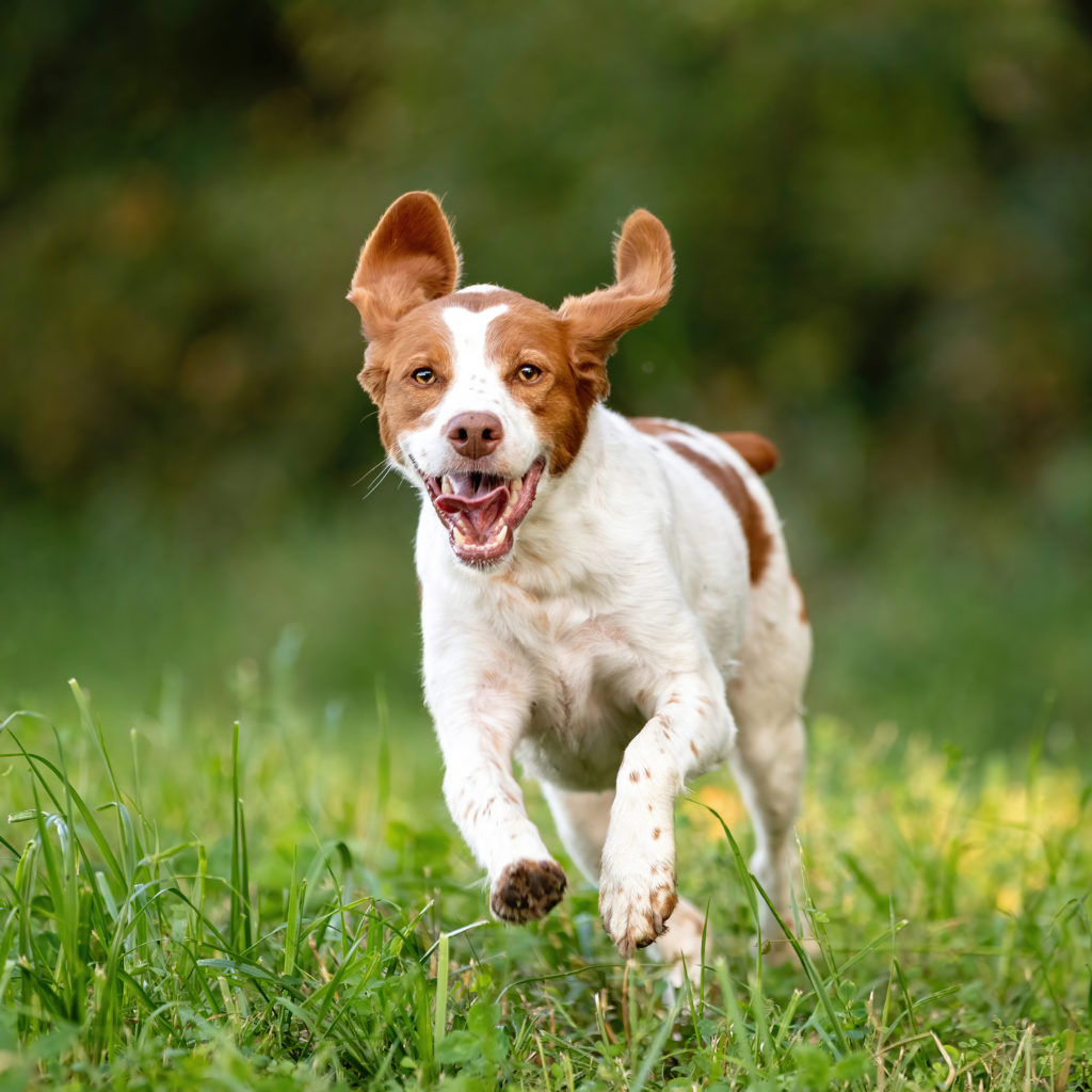 Brittany spaniel running with it's tongue out