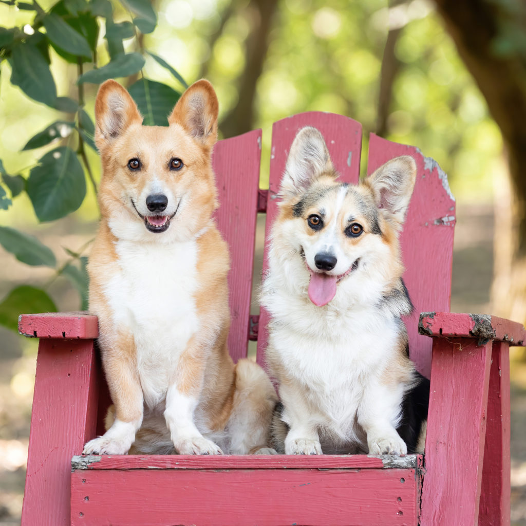 2 corgis sitting on a red chair