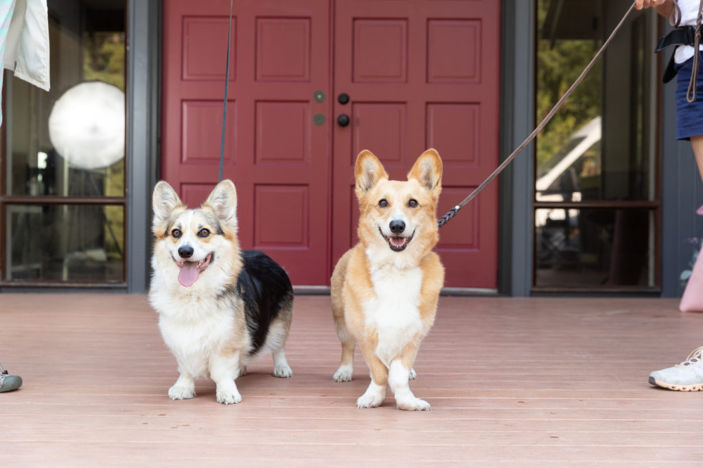 2 corgis on leashes in front of a red door