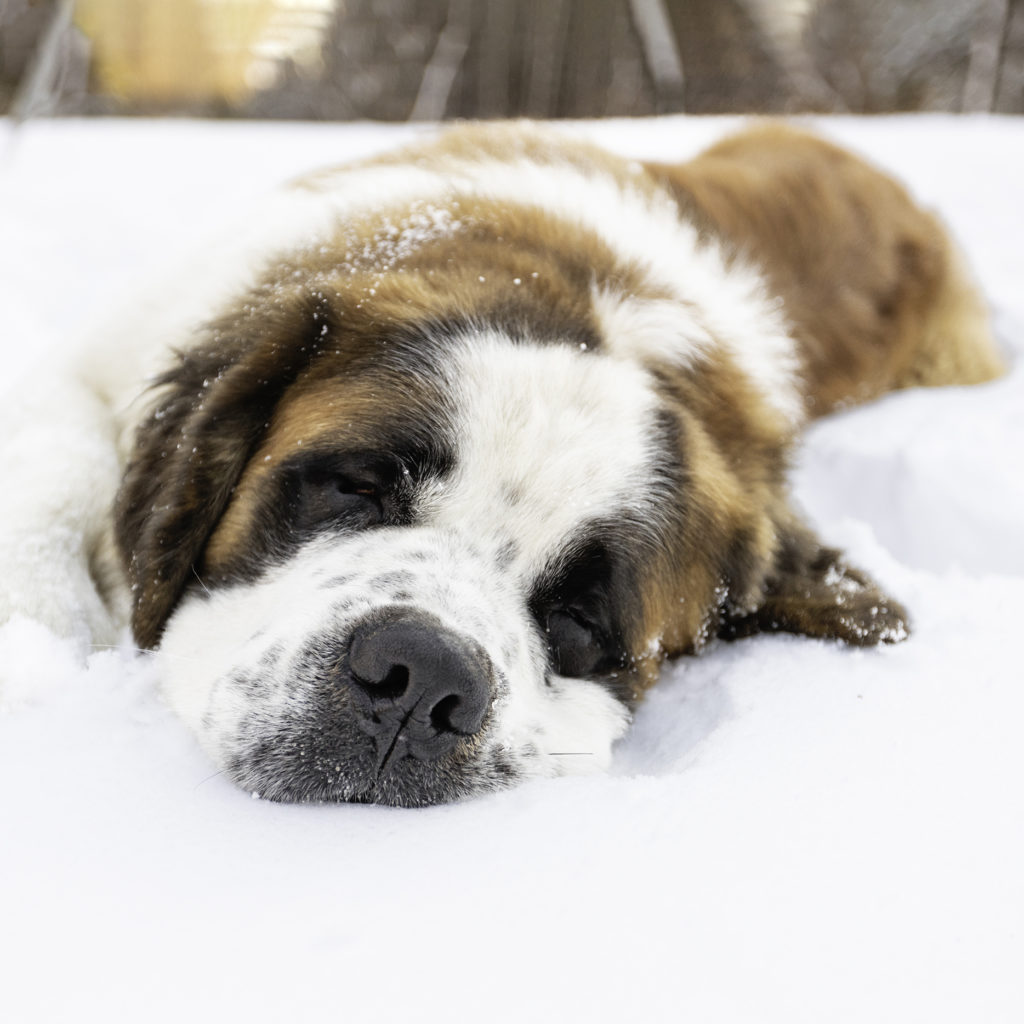 Saint Bernard dog sleeping in the snow