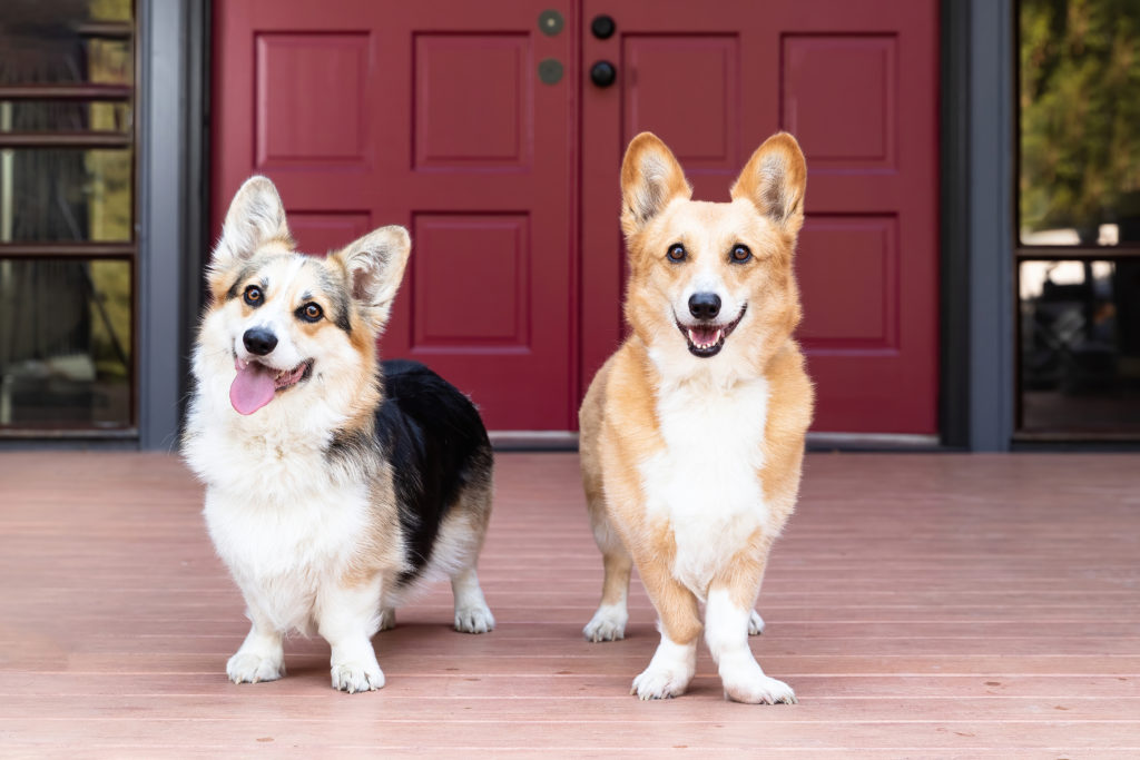 2 corgis standing in front of a red door