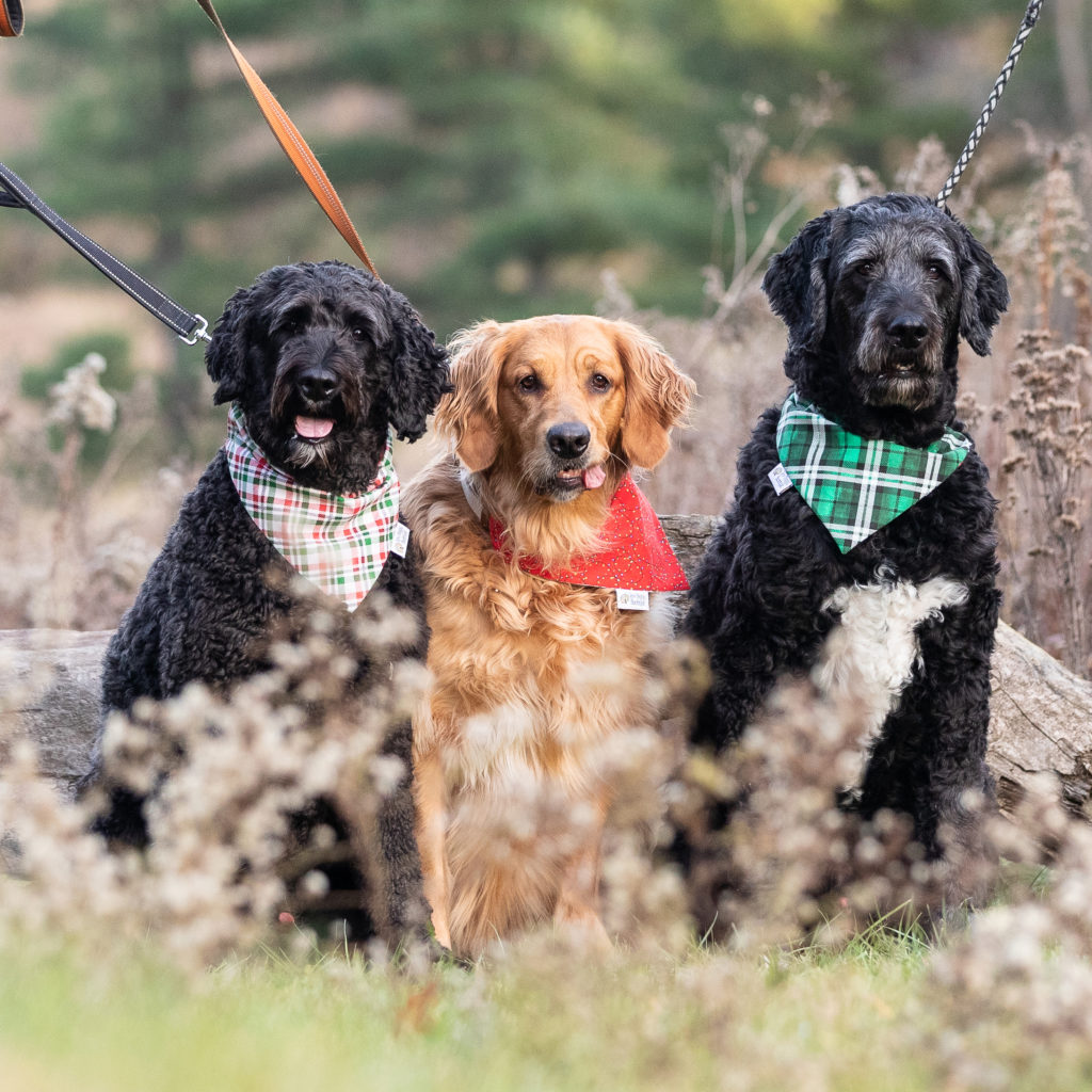 3 dogs wearing bandans