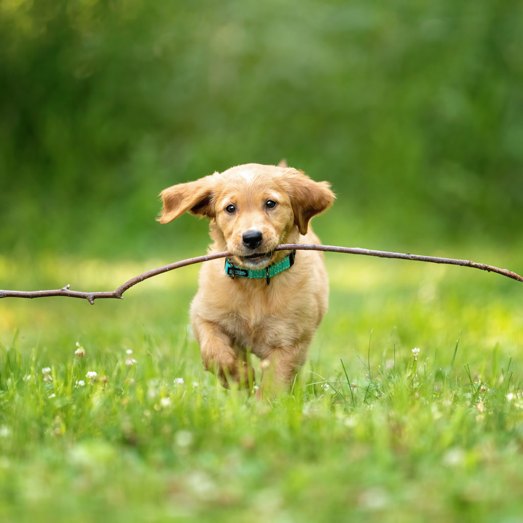 golden retriever puppy running with a stick