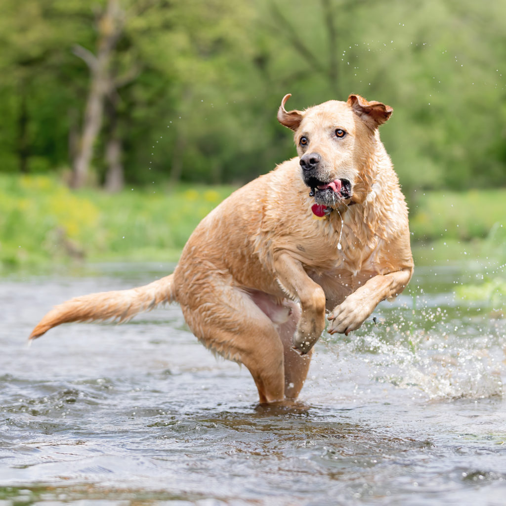 Yellow lab dog looks like a kangaroo