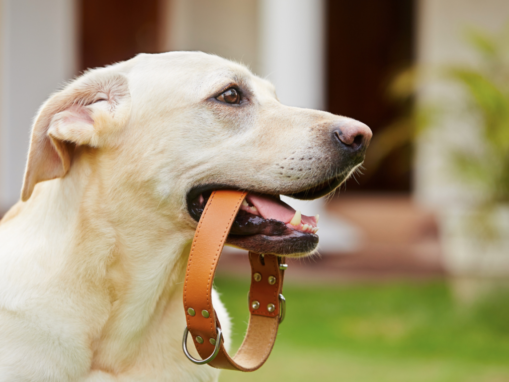 yellow lab dog with a collar in his mouth