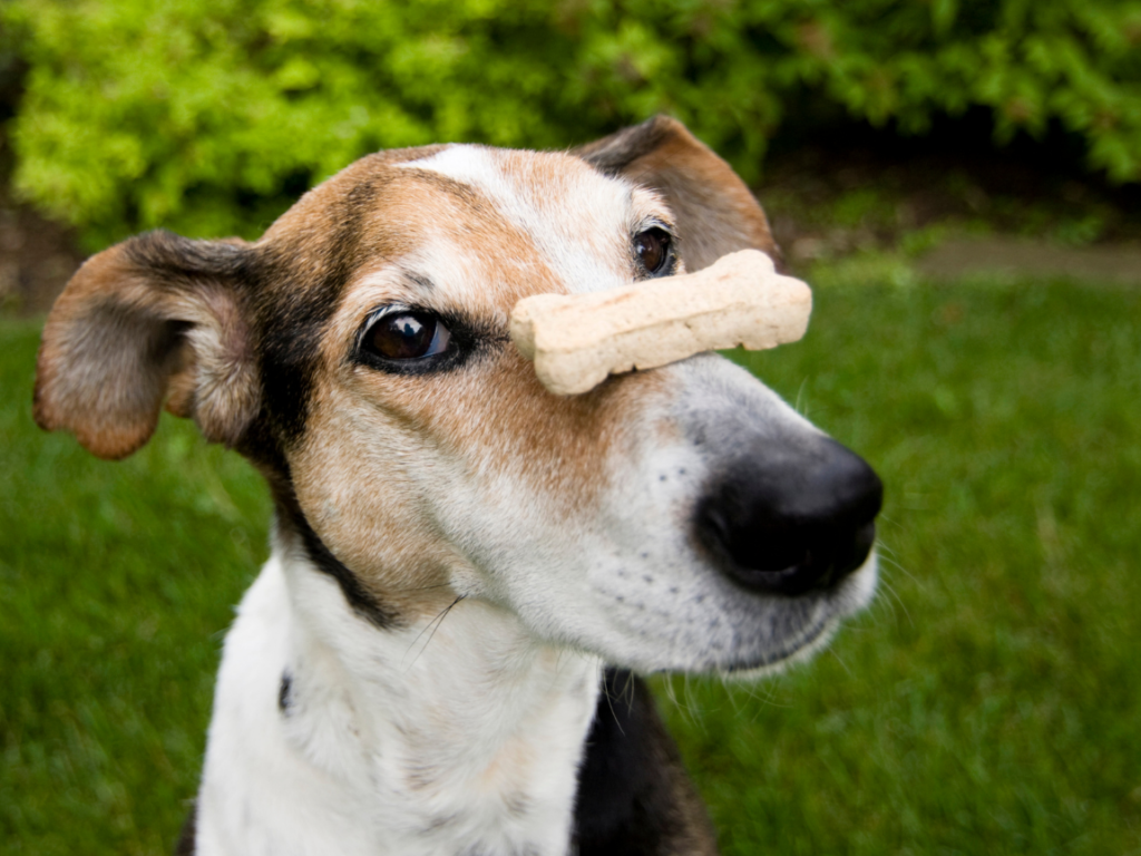 dog with a treat balancing on his nose