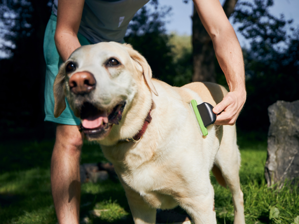 yellow lab being brushed by a man