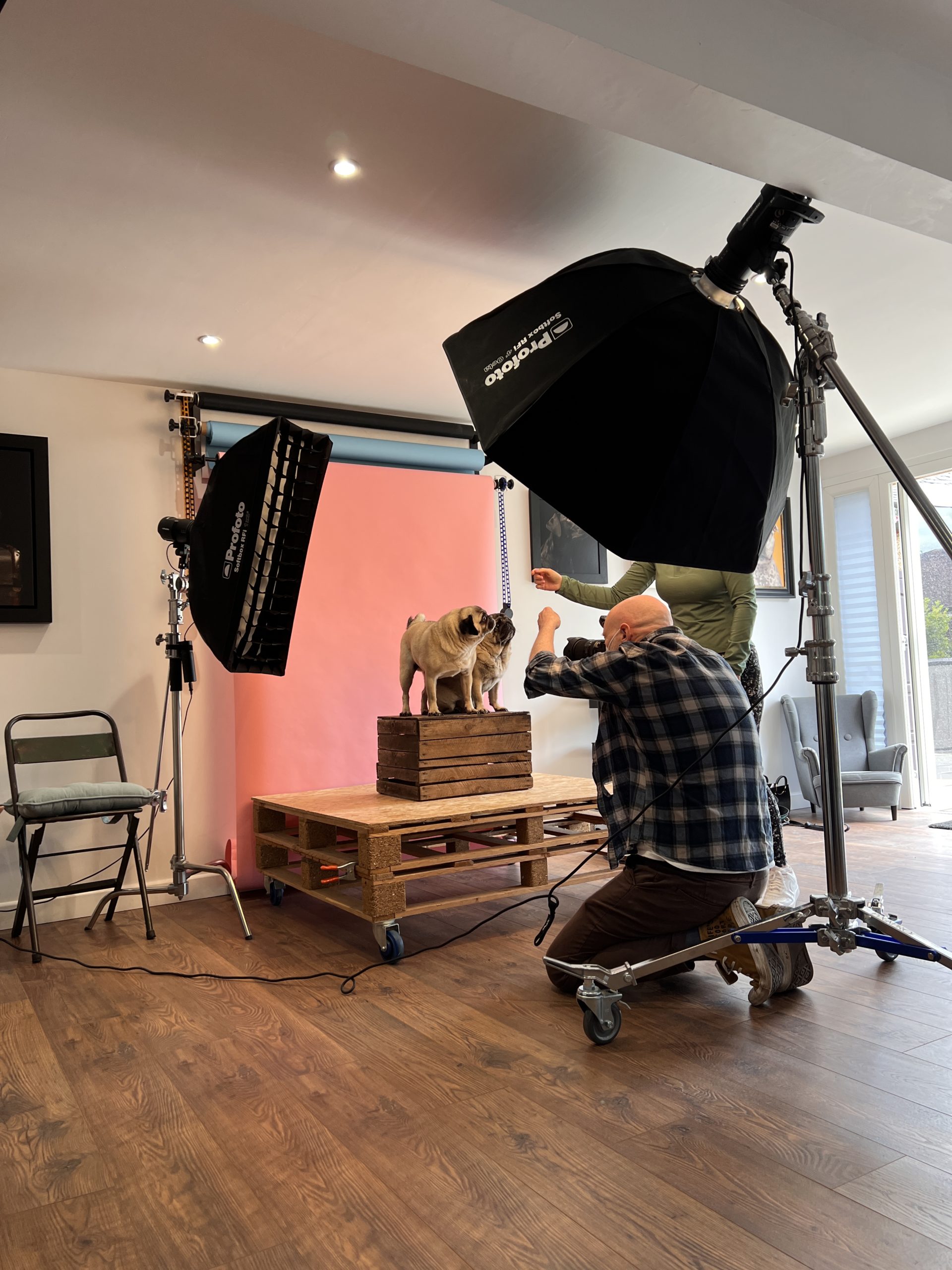 studio photographer with two pugs