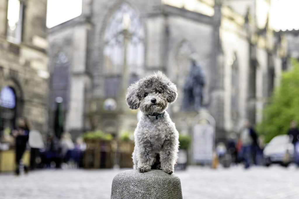 small gray dog in a city