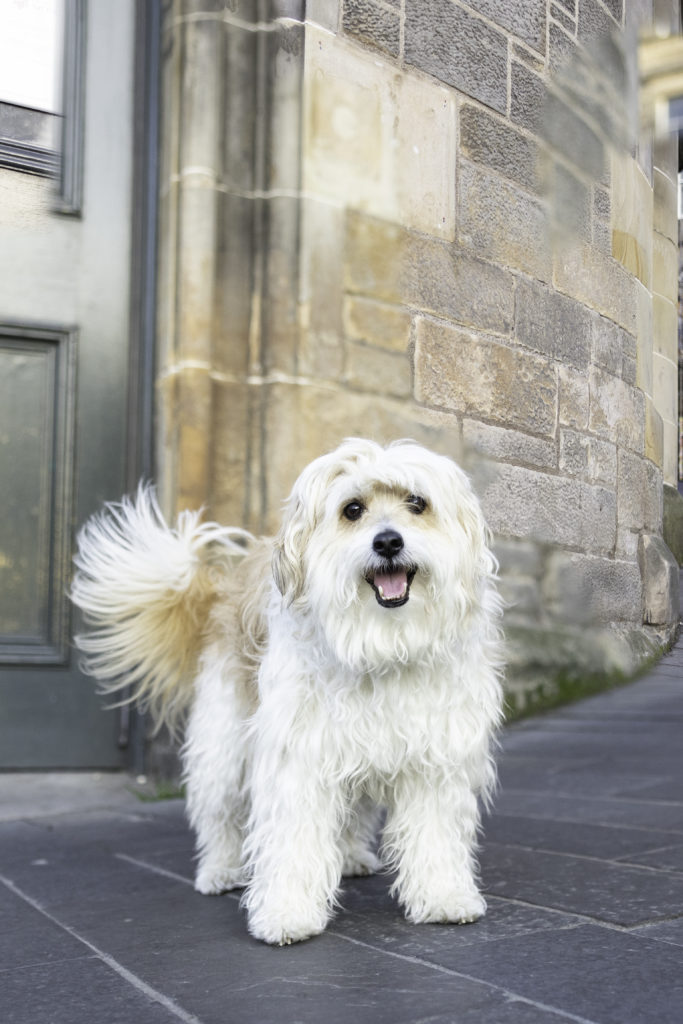 white and brown dog in front of a brick building