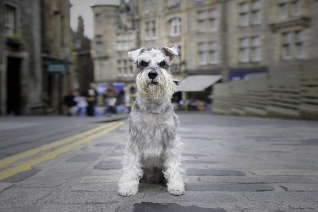 Schnauzer in front of a bunch of buildings