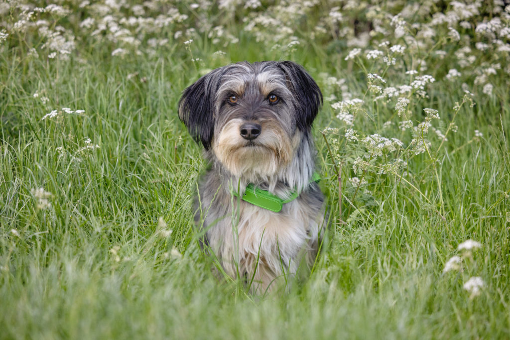 dog sitting in a field of grass and white flowers