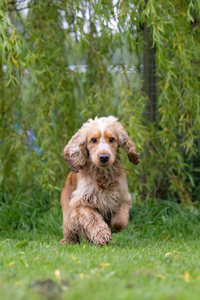 brown dog running