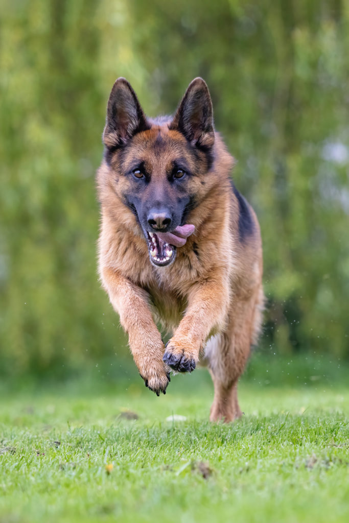 german shepherd dog running