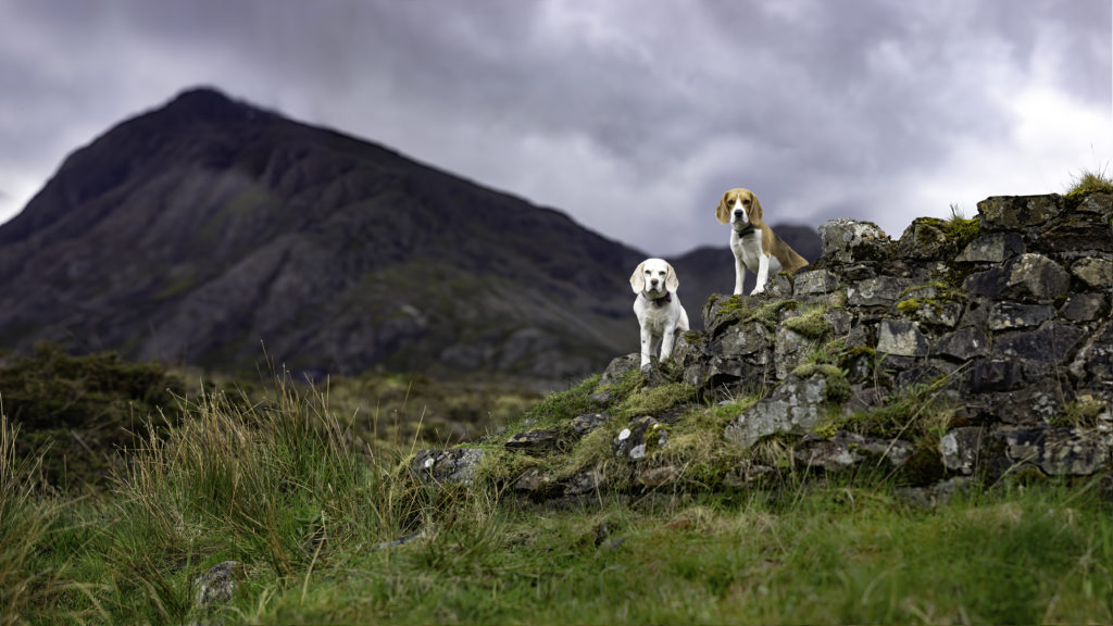 two beagles up on rocks in front of a mountain