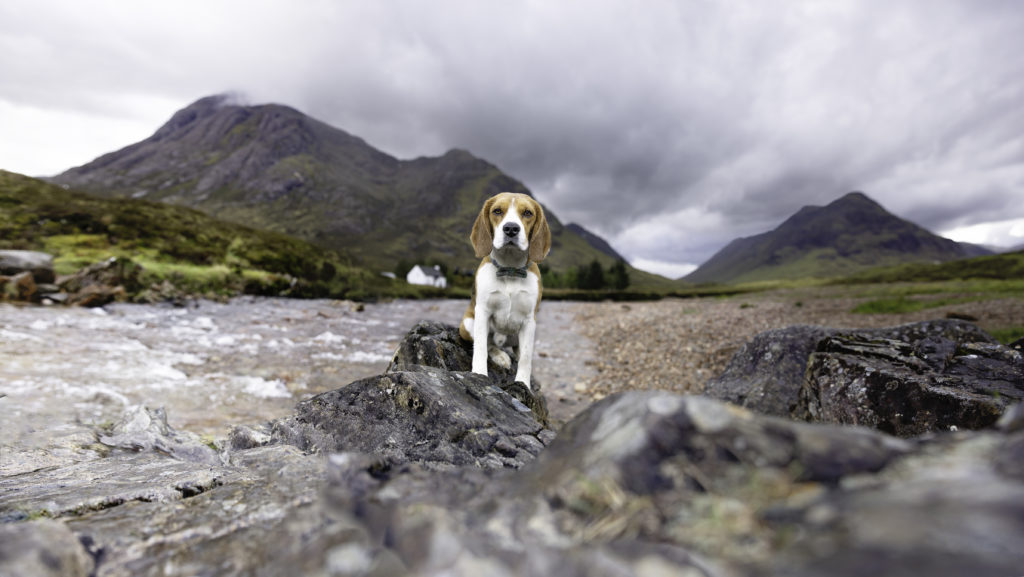 beagle dog with the mountains behind