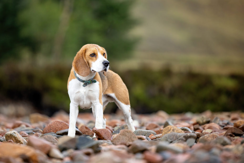 beagle profile