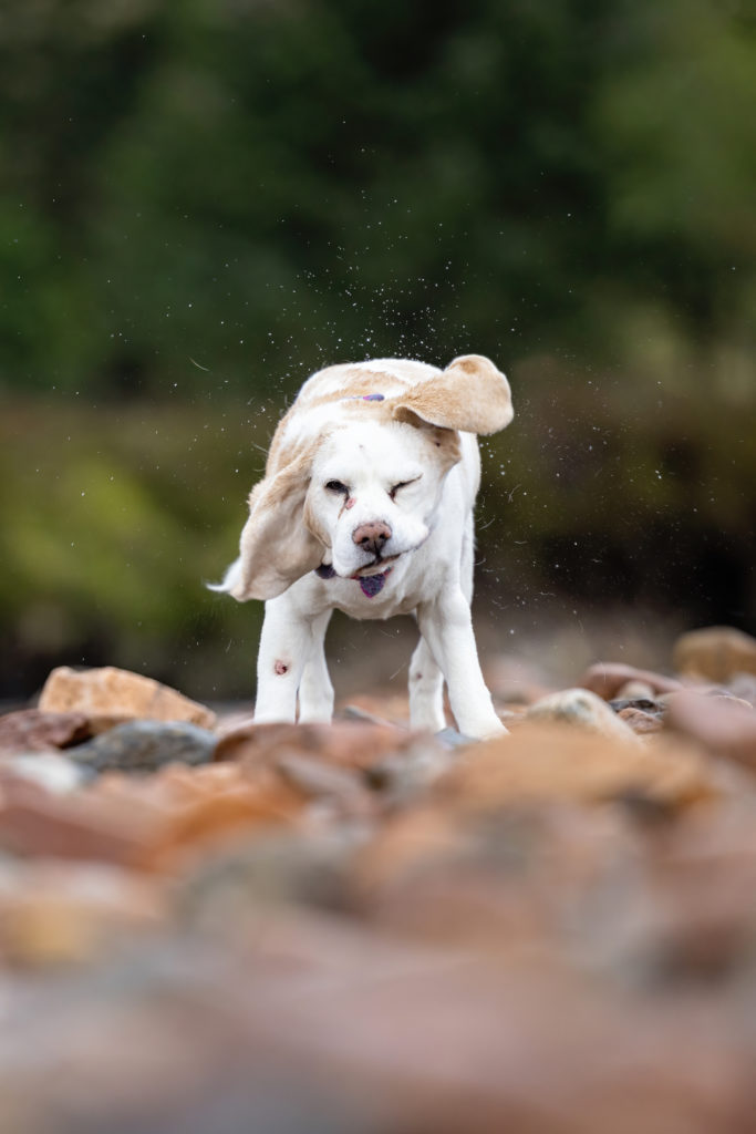 beagle shaking off water