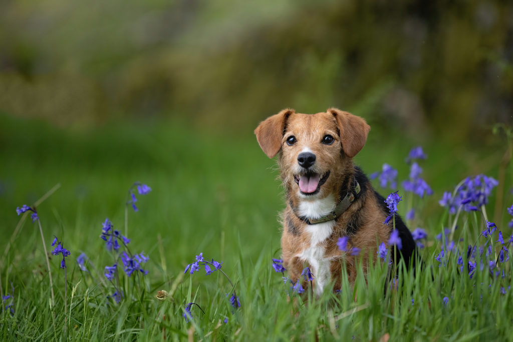 terrier dog in blue bonnets