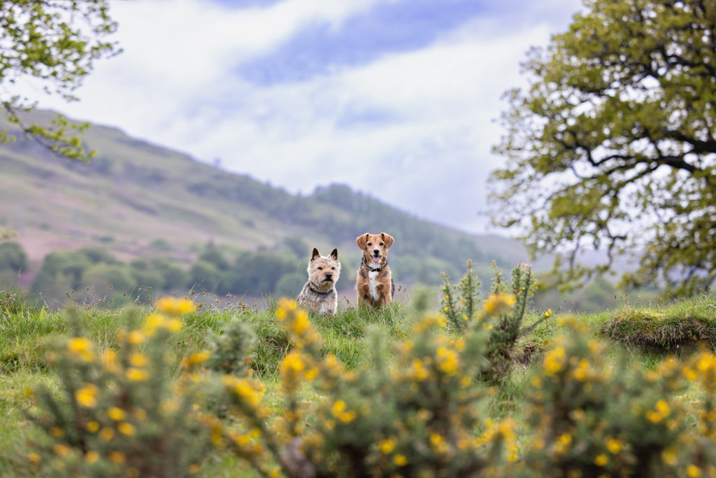 two terrier dogs with the mountains shown behind