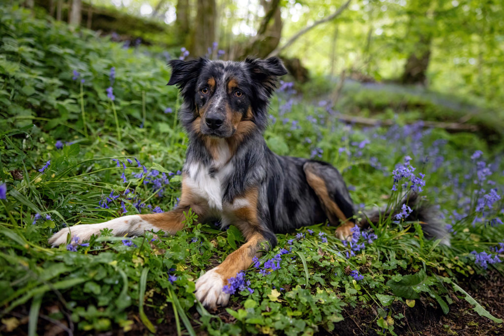 dog in blue bonnets