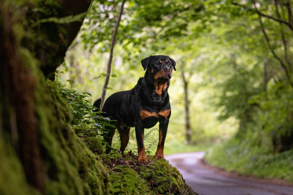 black dog posing