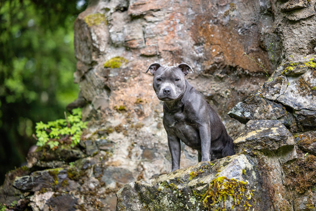 gray small dog on castle ruins