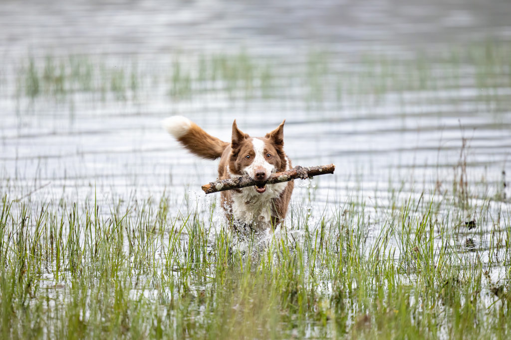 collie dog with a stick in the water