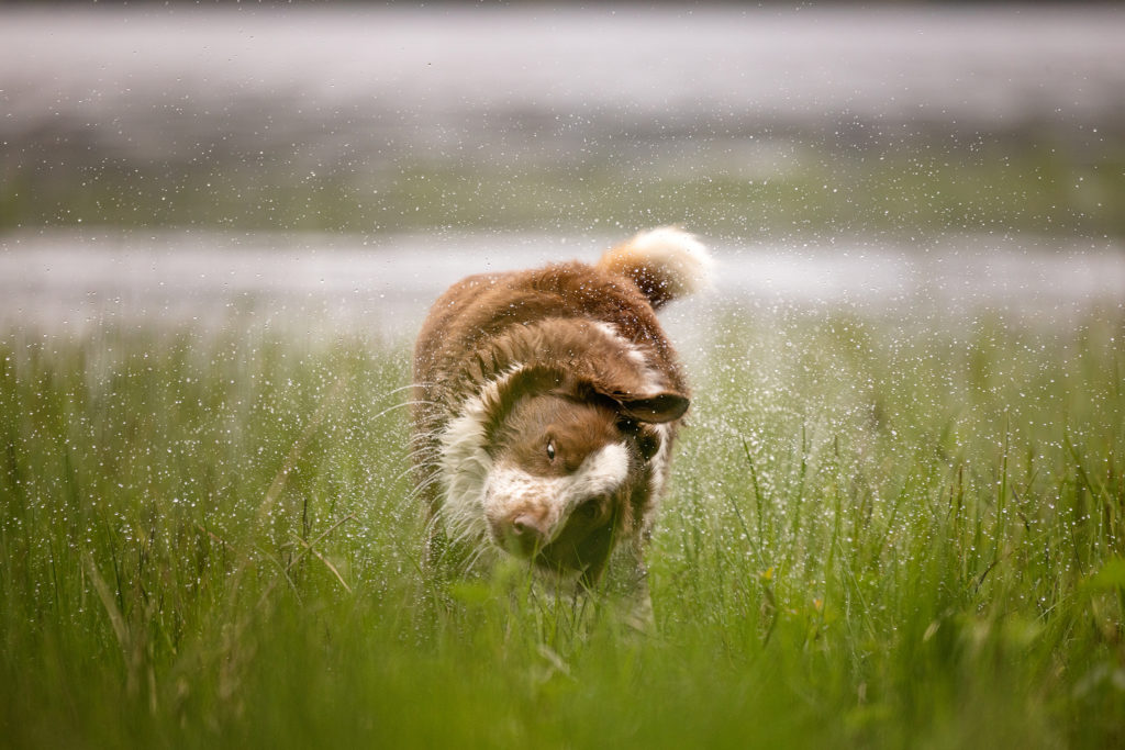 collie dog shaking off water