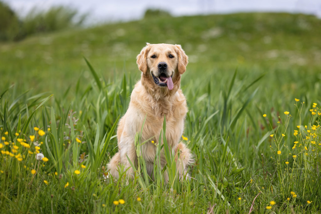 golden retriever in grass