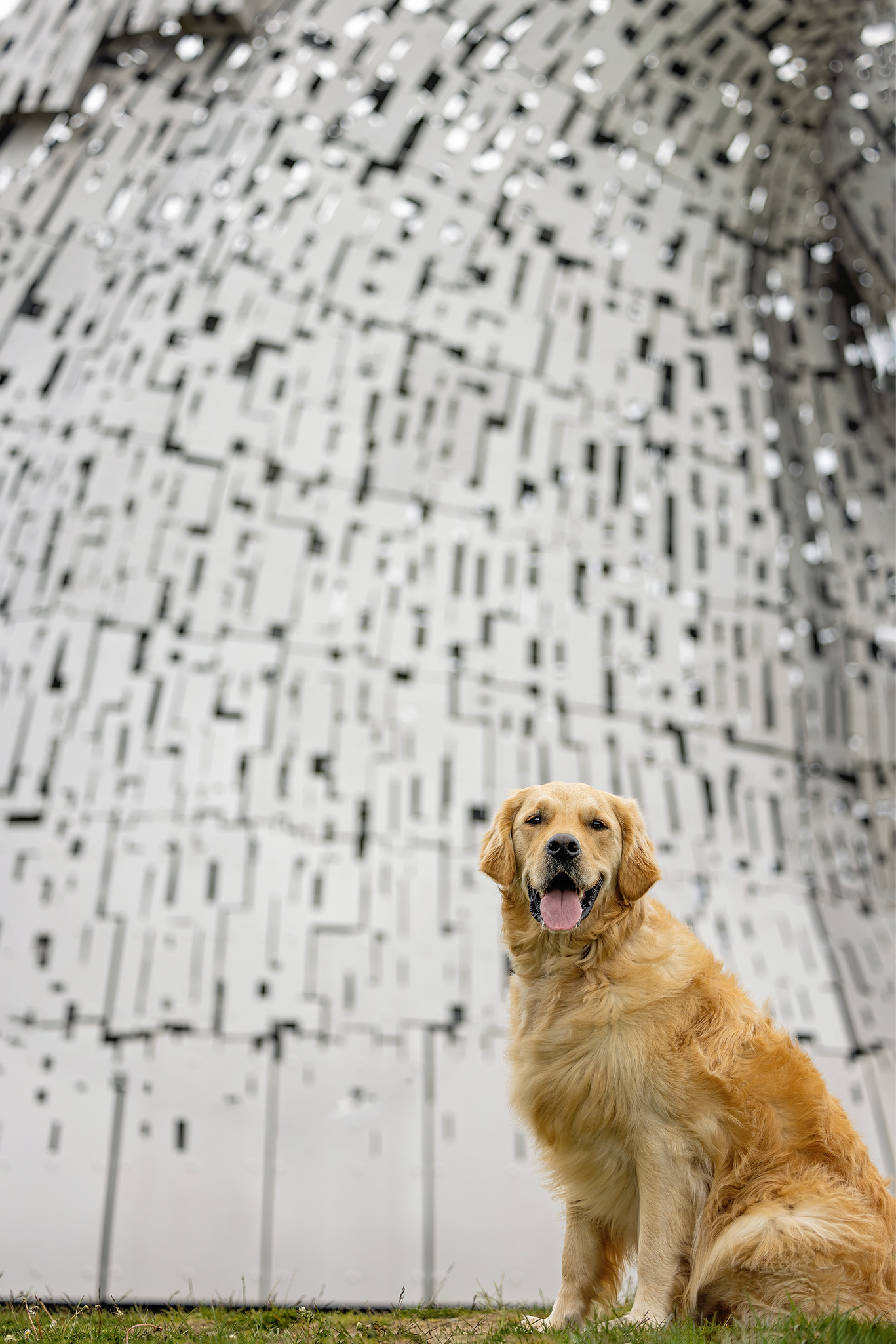 golden retriever in front of a metal background