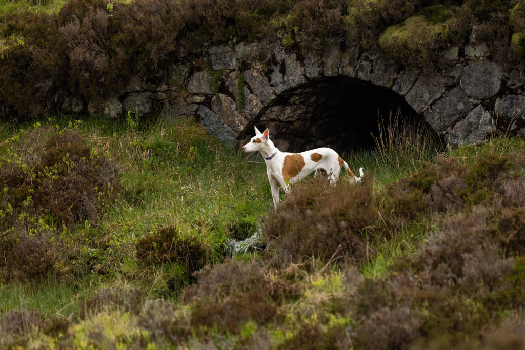 brown and white dog in front of a culvert