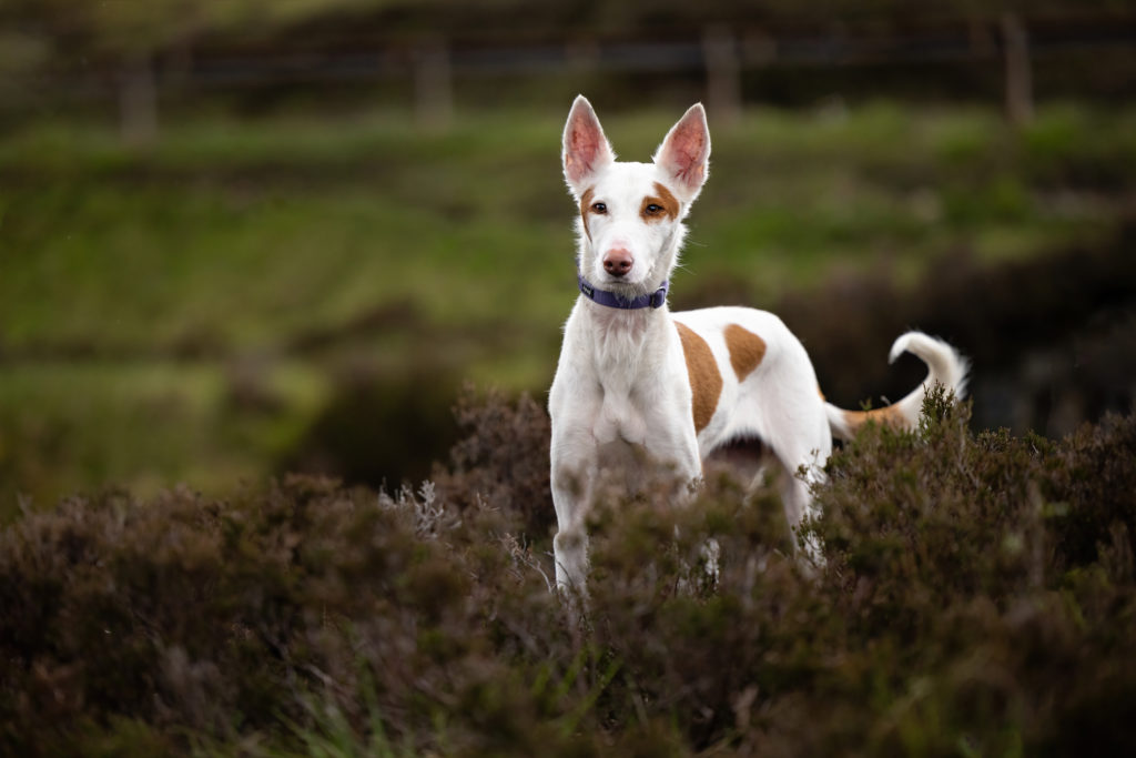 white and brown dog in weeds