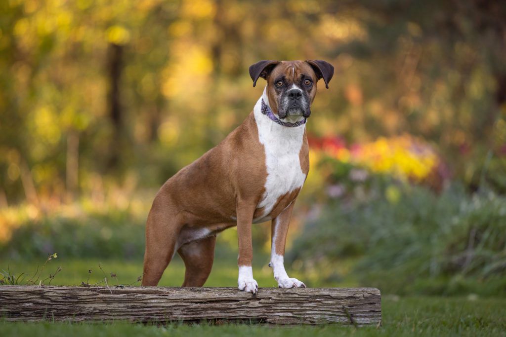 Boxer with front feet up on a log