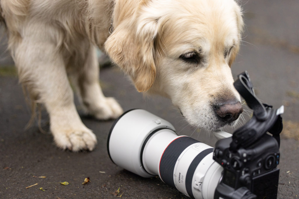 golden retriever smelling a camera on the ground