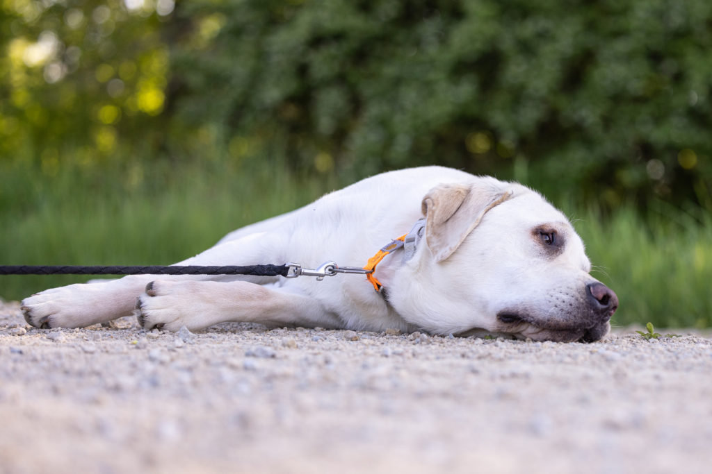 yellow lab laying down on gravel