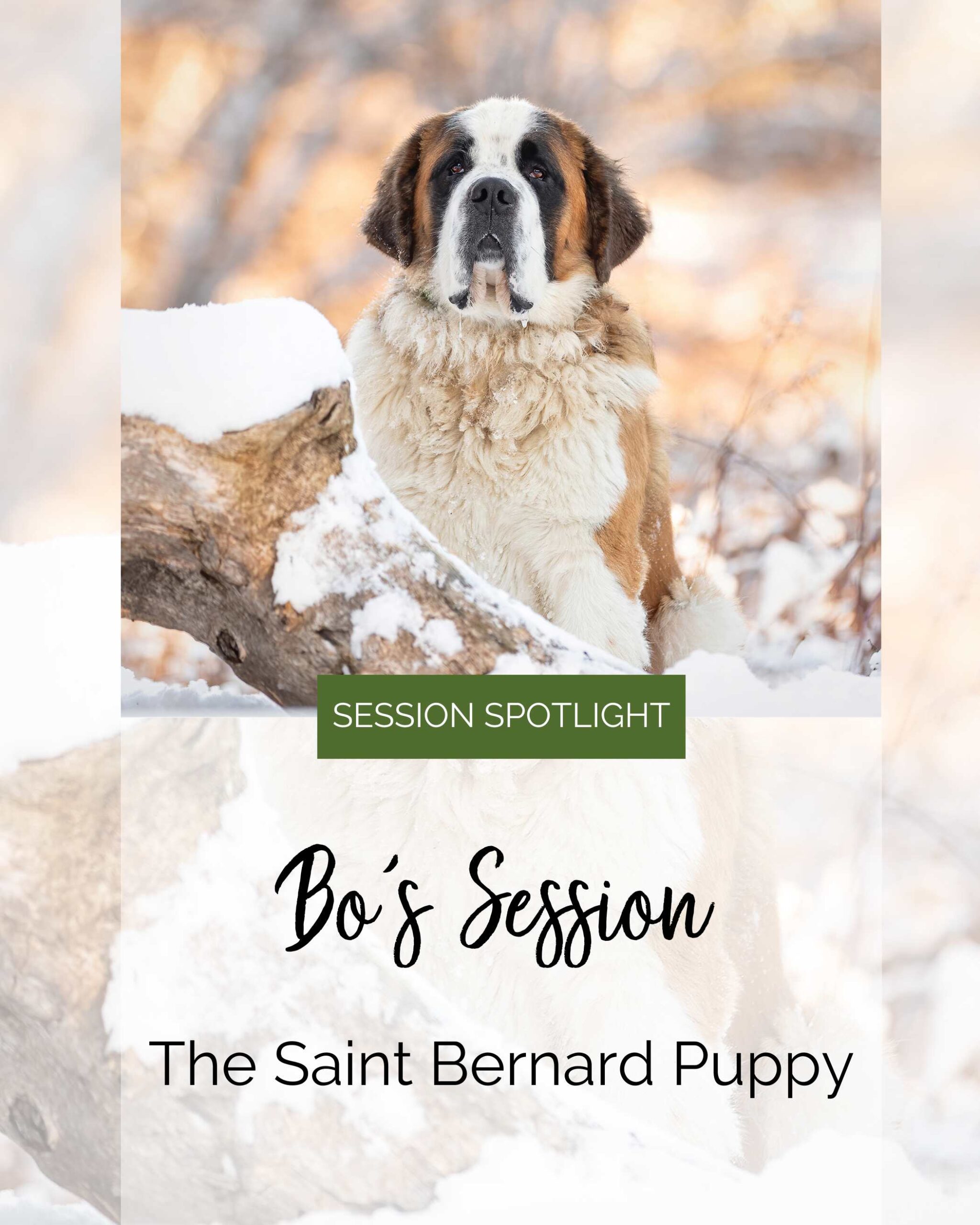 Saint Bernard Puppy in the snow