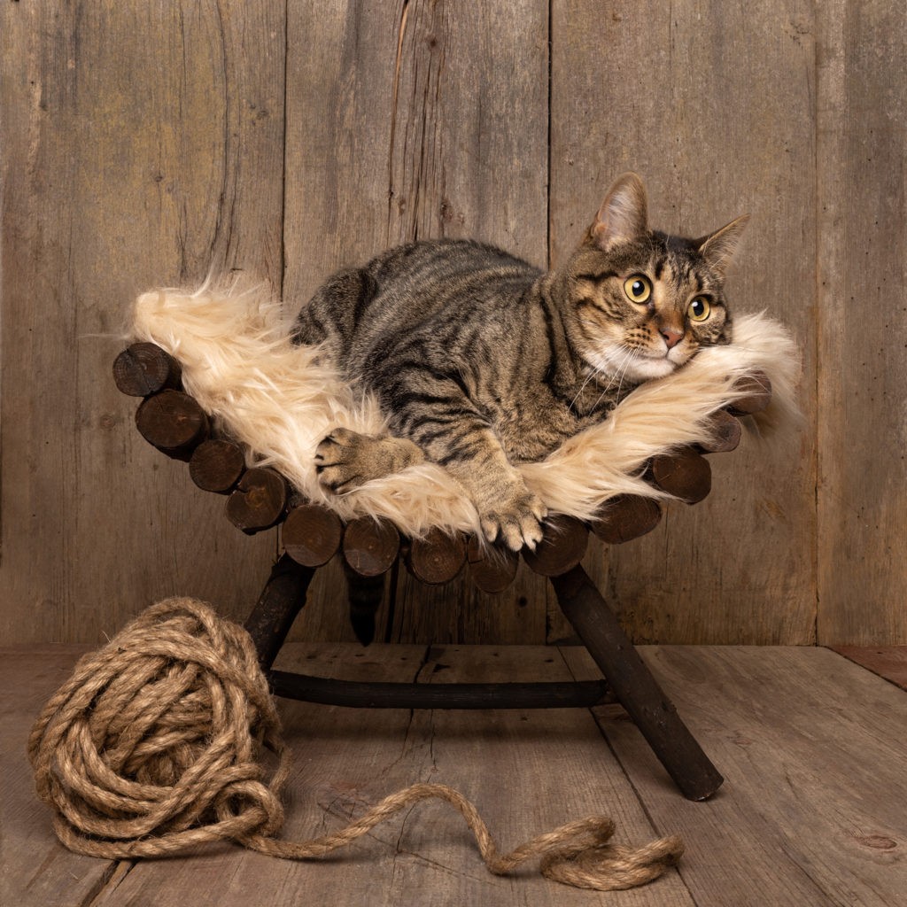tabby cat on a small stool with a ball of twine next to him