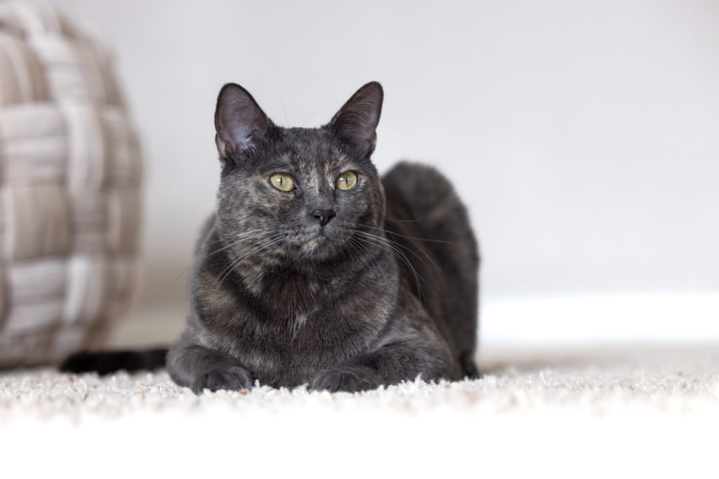 gray cat sitting on cream carpet