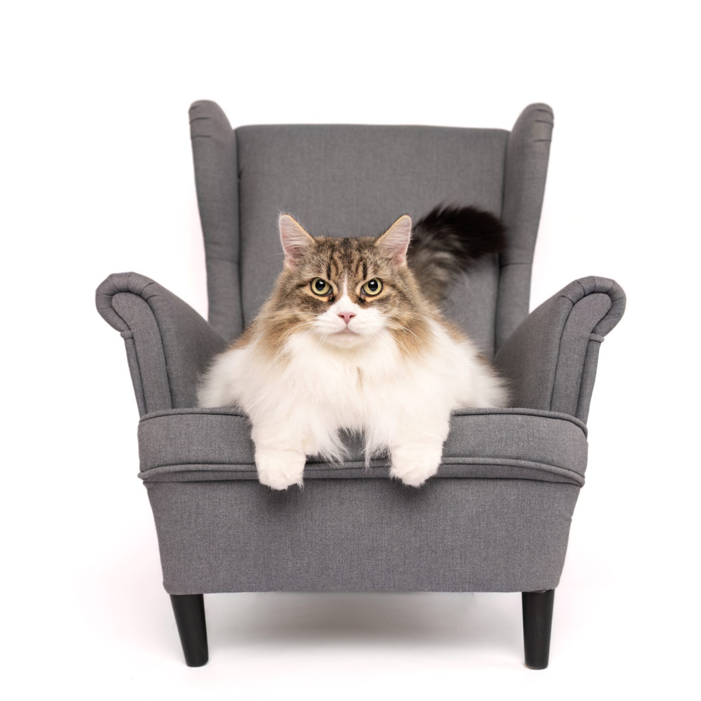 maine coon white cat sitting on a gray chair