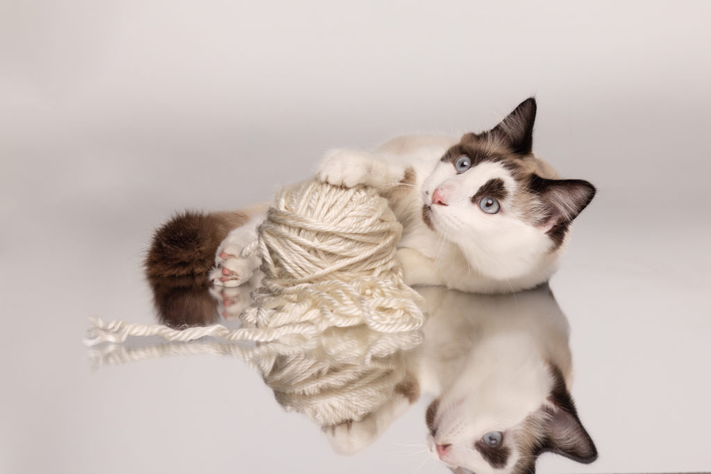 white cat playing with a ball of yarn